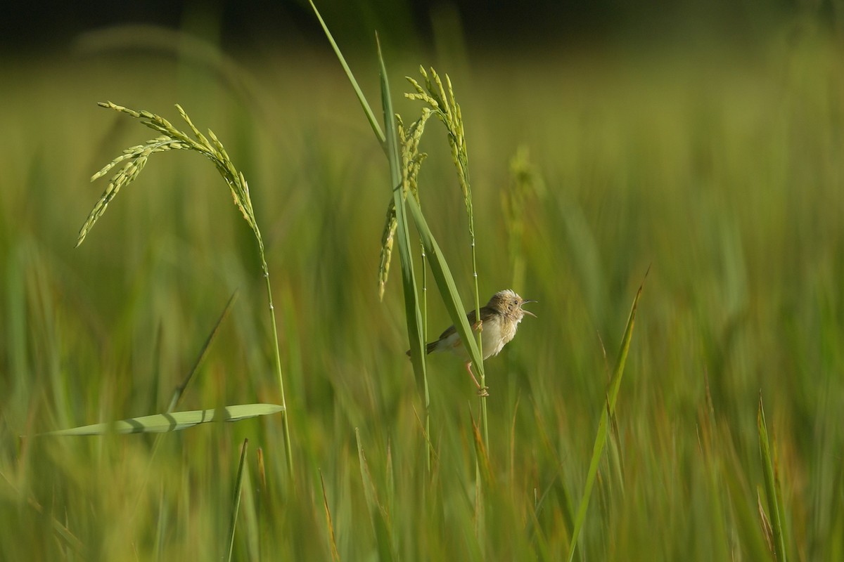Golden-headed Cisticola - ML644068213