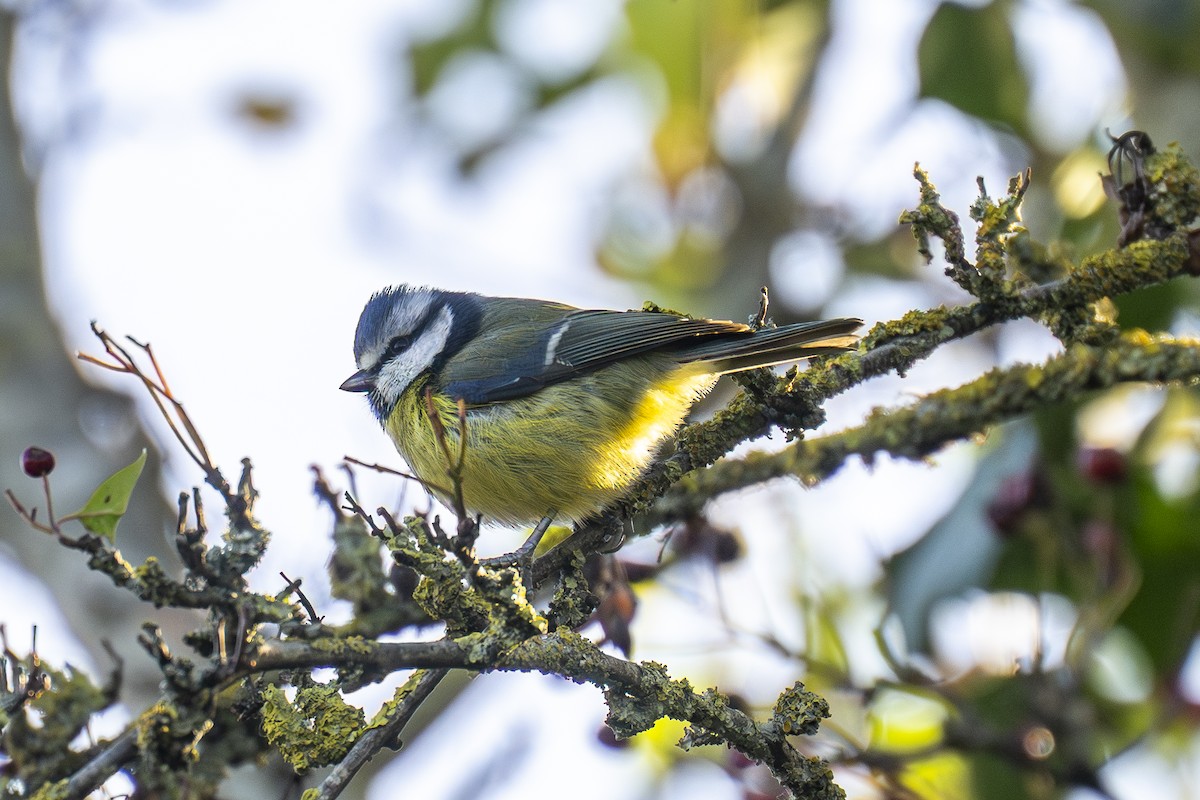 Eurasian Blue Tit - ML644068219