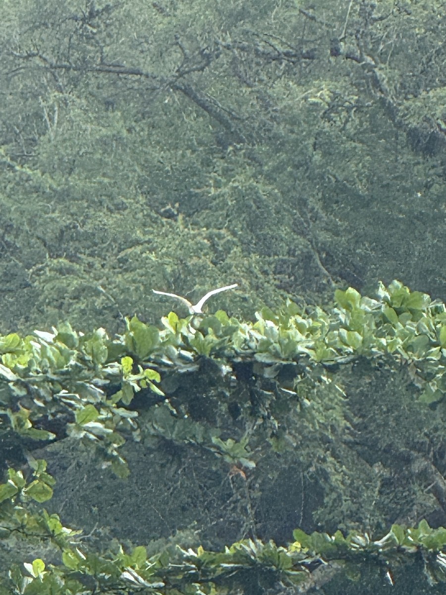 Little Egret - ML644068221