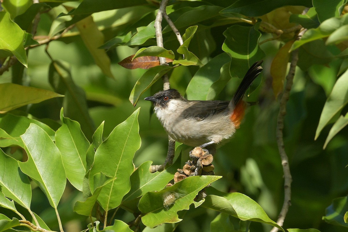 Bulbul urre-ipurdia - ML644068224