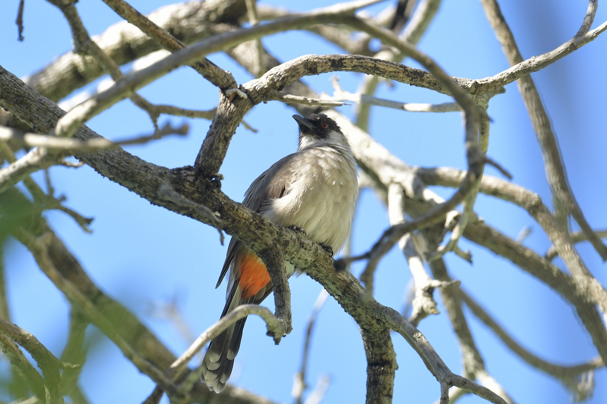 Bulbul urre-ipurdia - ML644068225