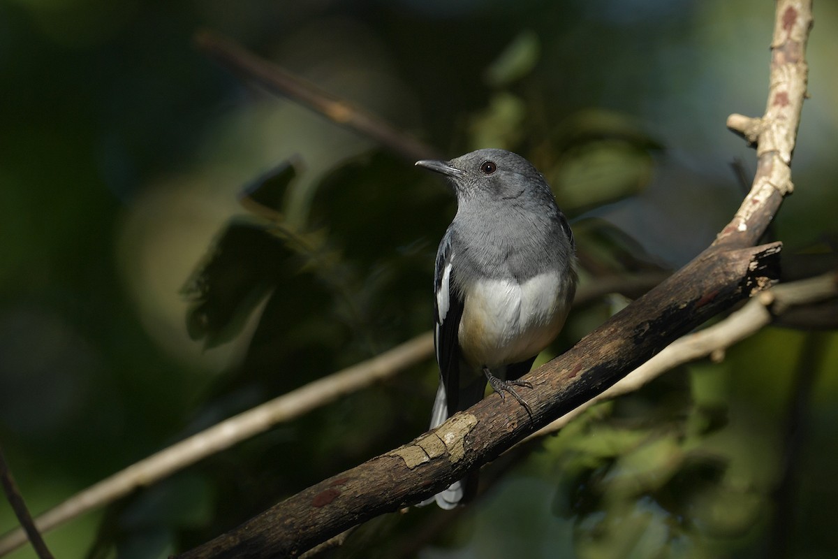Oriental Magpie-Robin - ML644068228