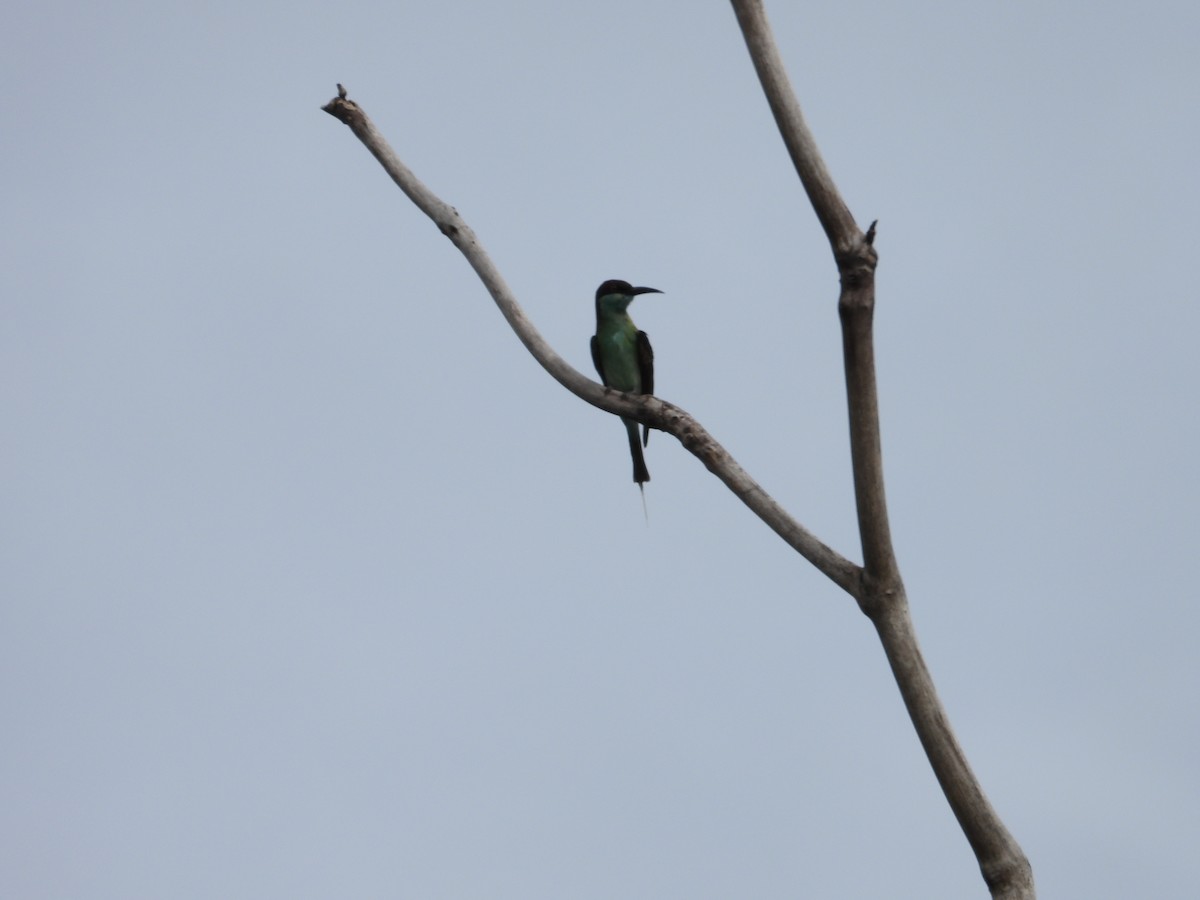 Blue-throated Bee-eater - ML644068230