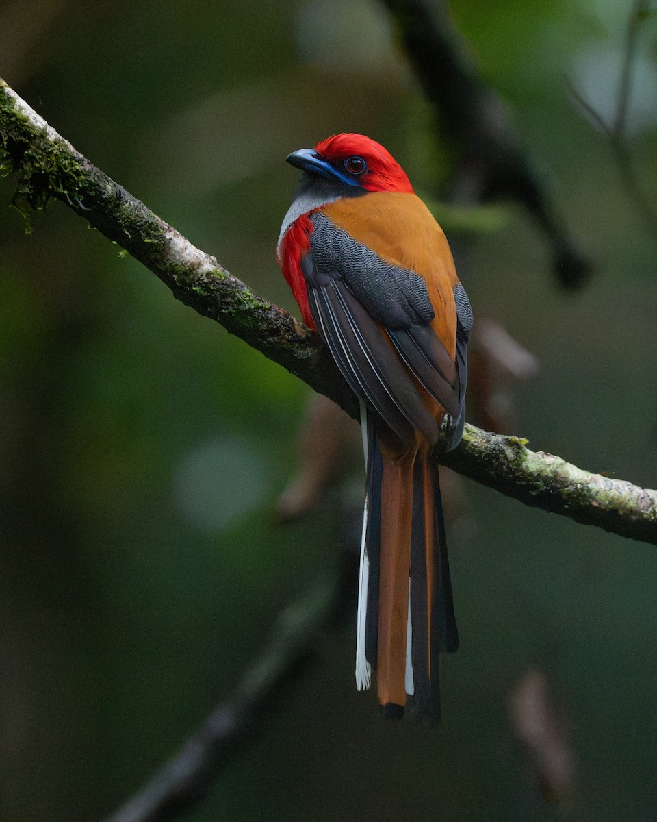 Whitehead's Trogon - ML644068232