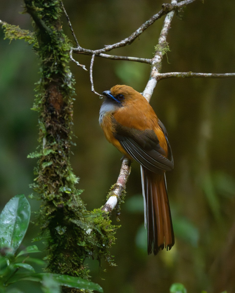 Whitehead's Trogon - ML644068235