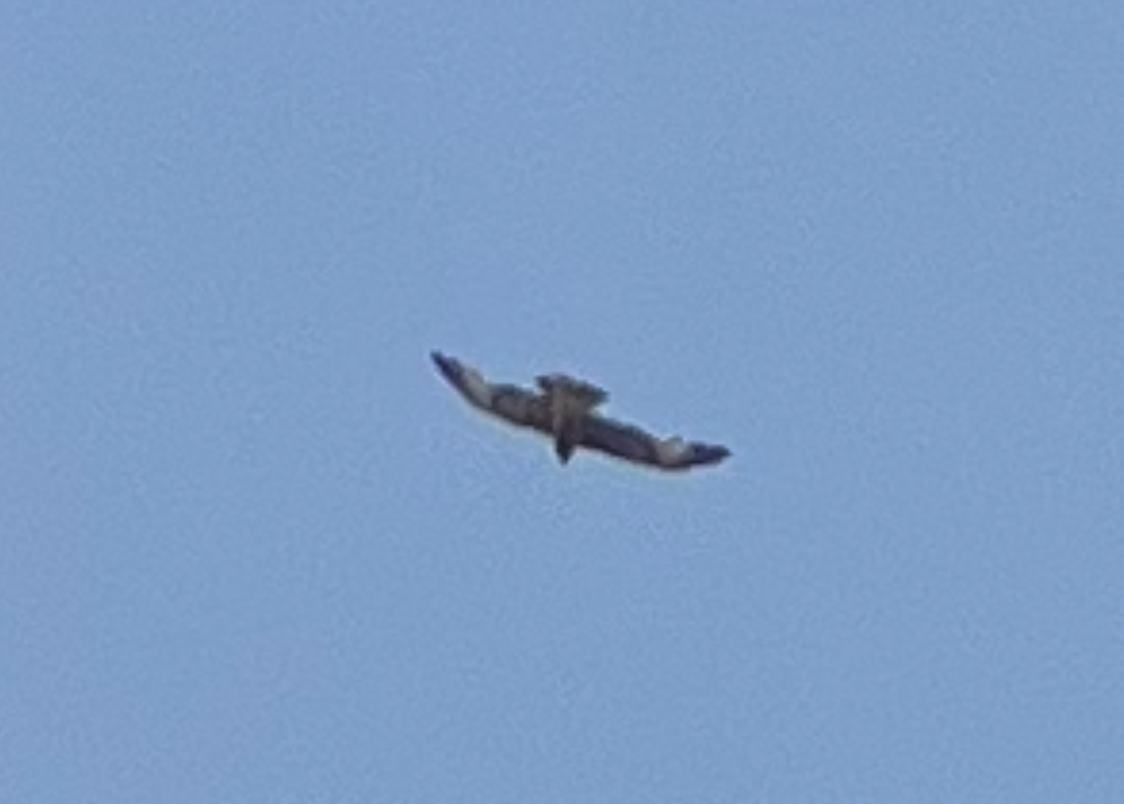 Square-tailed Kite - ML644068257