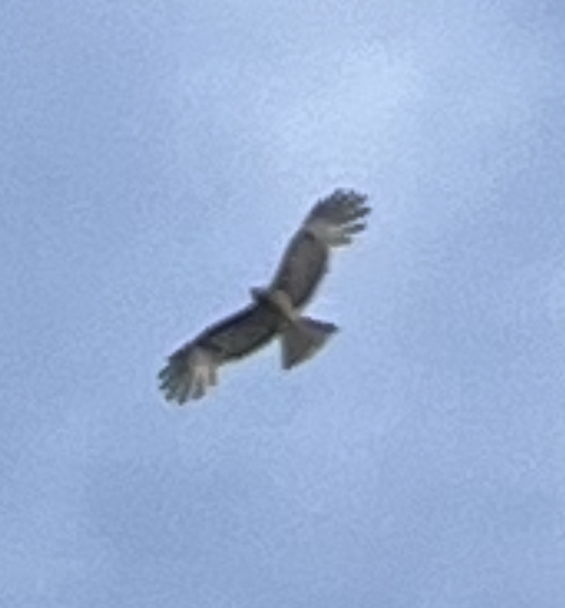 Square-tailed Kite - ML644068258