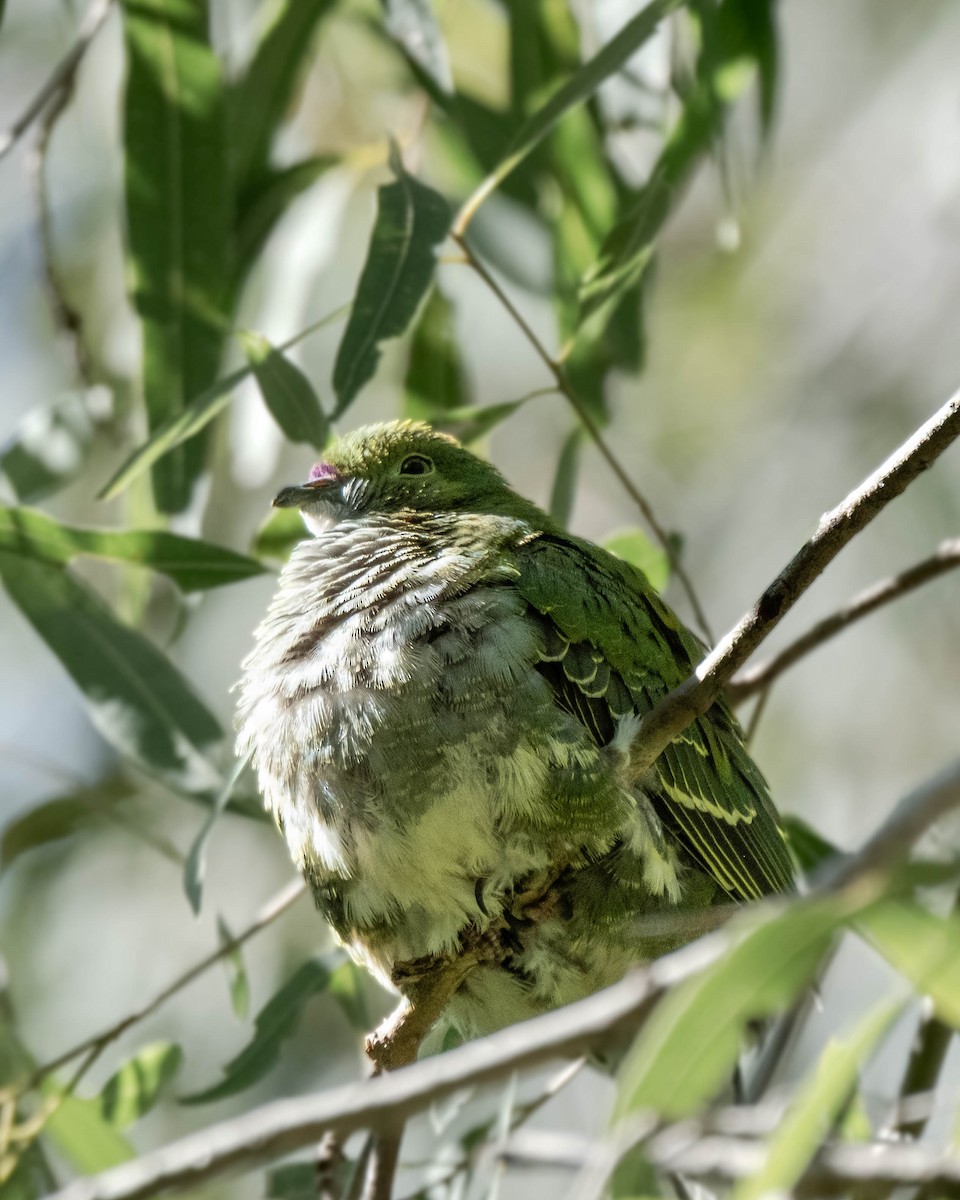 Superb Fruit-Dove - ML644068274
