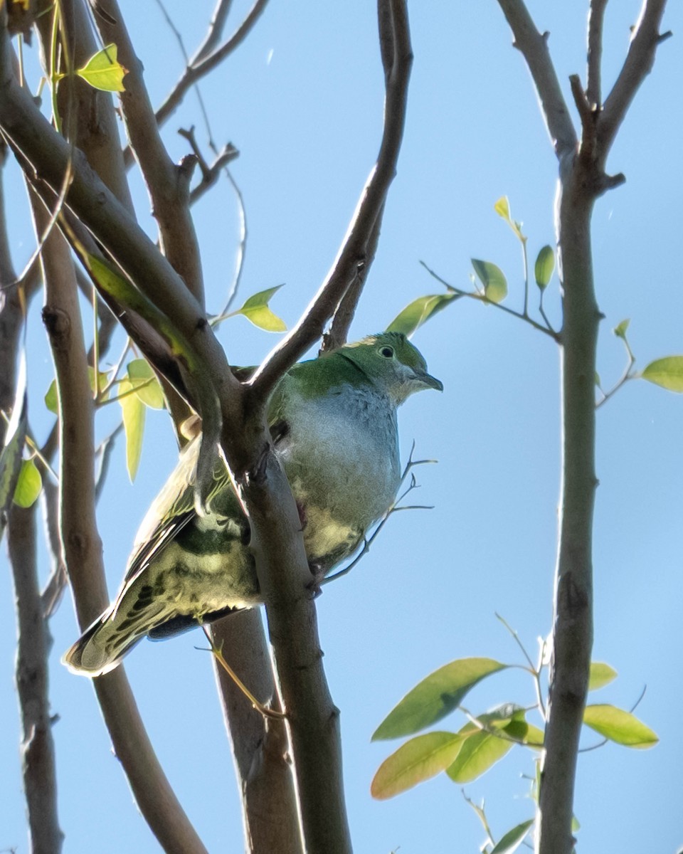 Superb Fruit-Dove - ML644068275