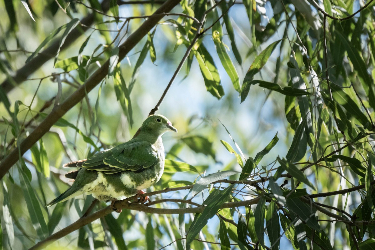 Superb Fruit-Dove - ML644068276