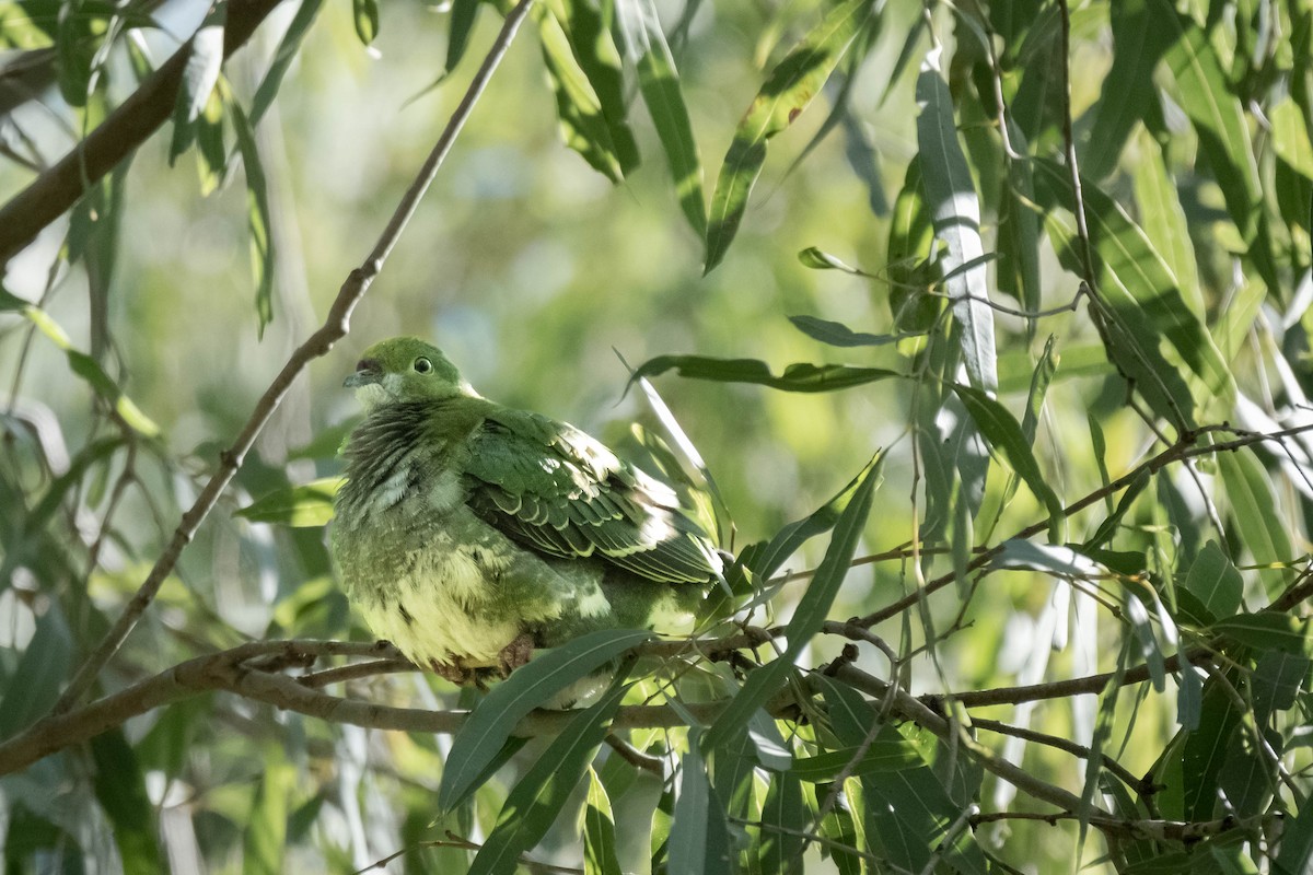 Superb Fruit-Dove - ML644068277