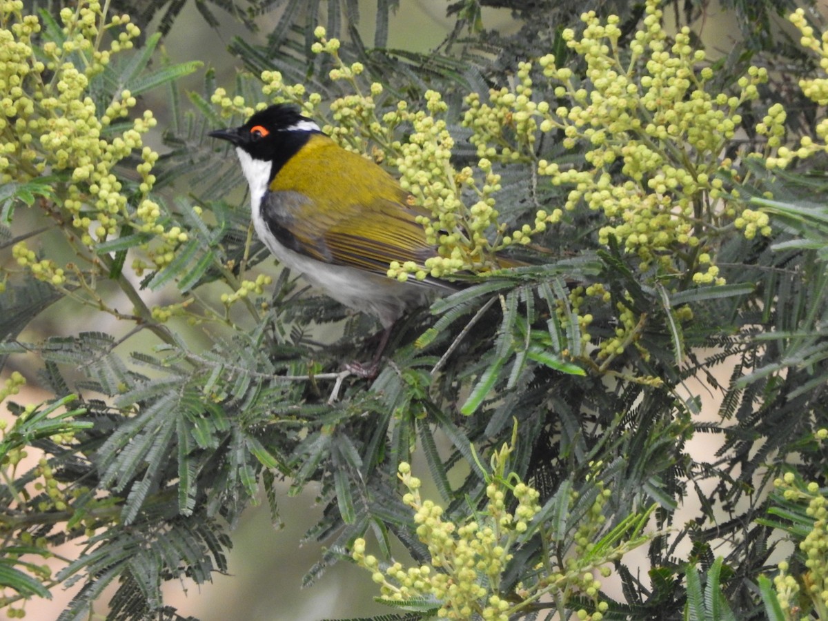 White-naped Honeyeater - ML644068307
