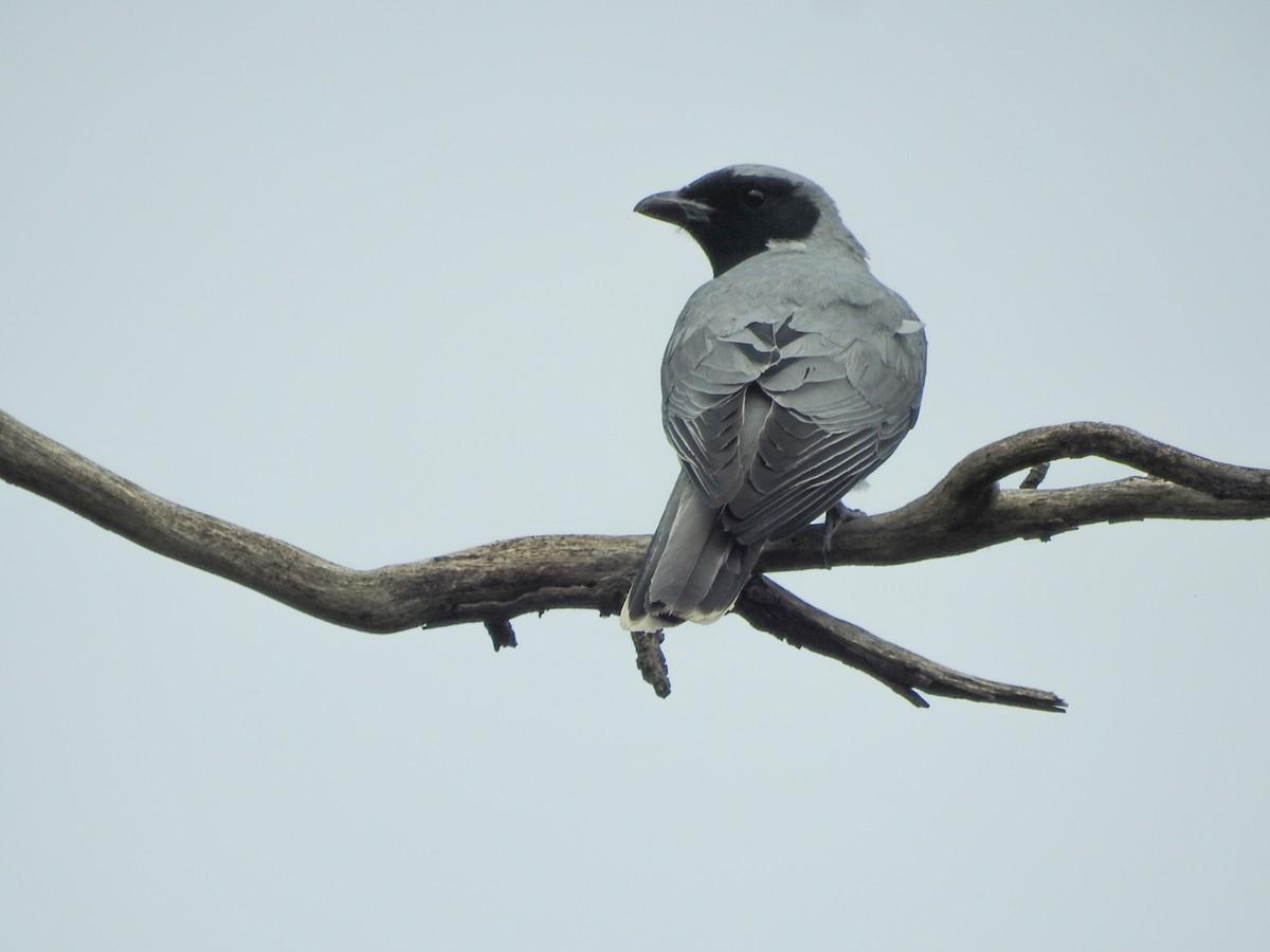 Black-faced Cuckooshrike - ML644068308