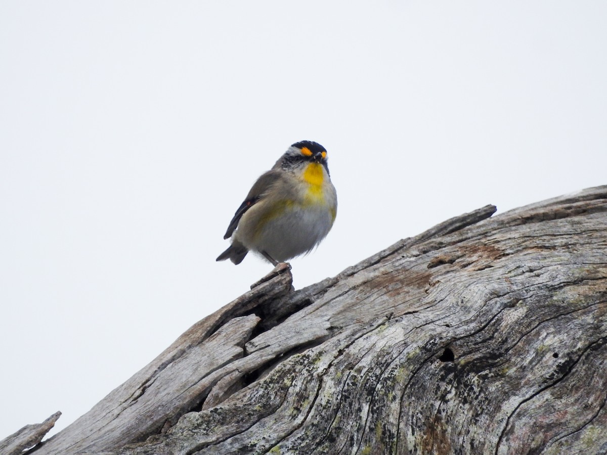 Striated Pardalote - ML644068310