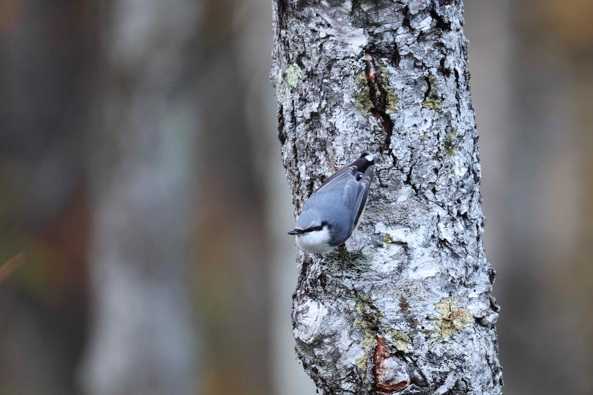 Garrapo eurasiarra - ML644068315