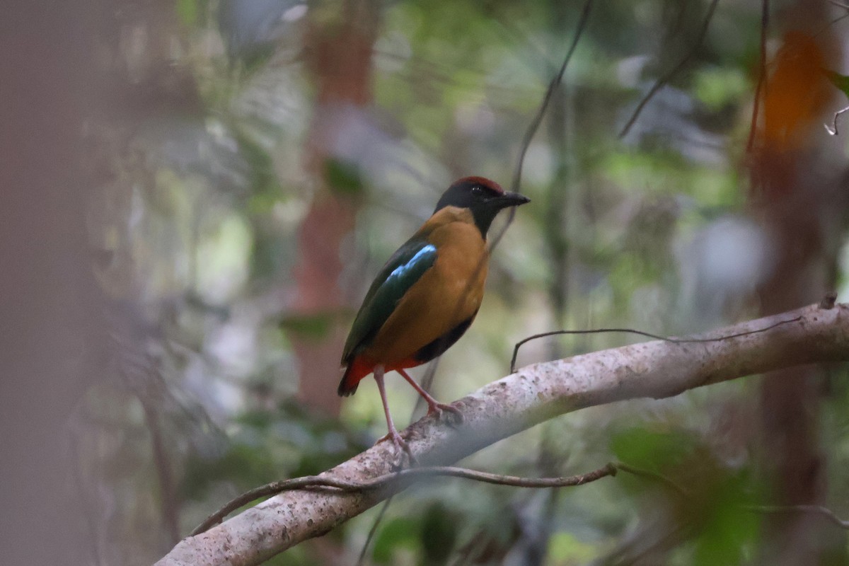 Noisy Pitta - ML644068316