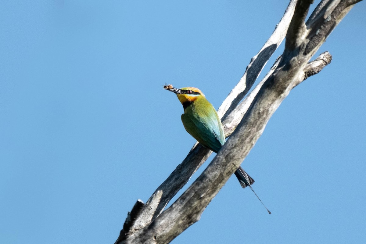 Rainbow Bee-eater - ML644068320