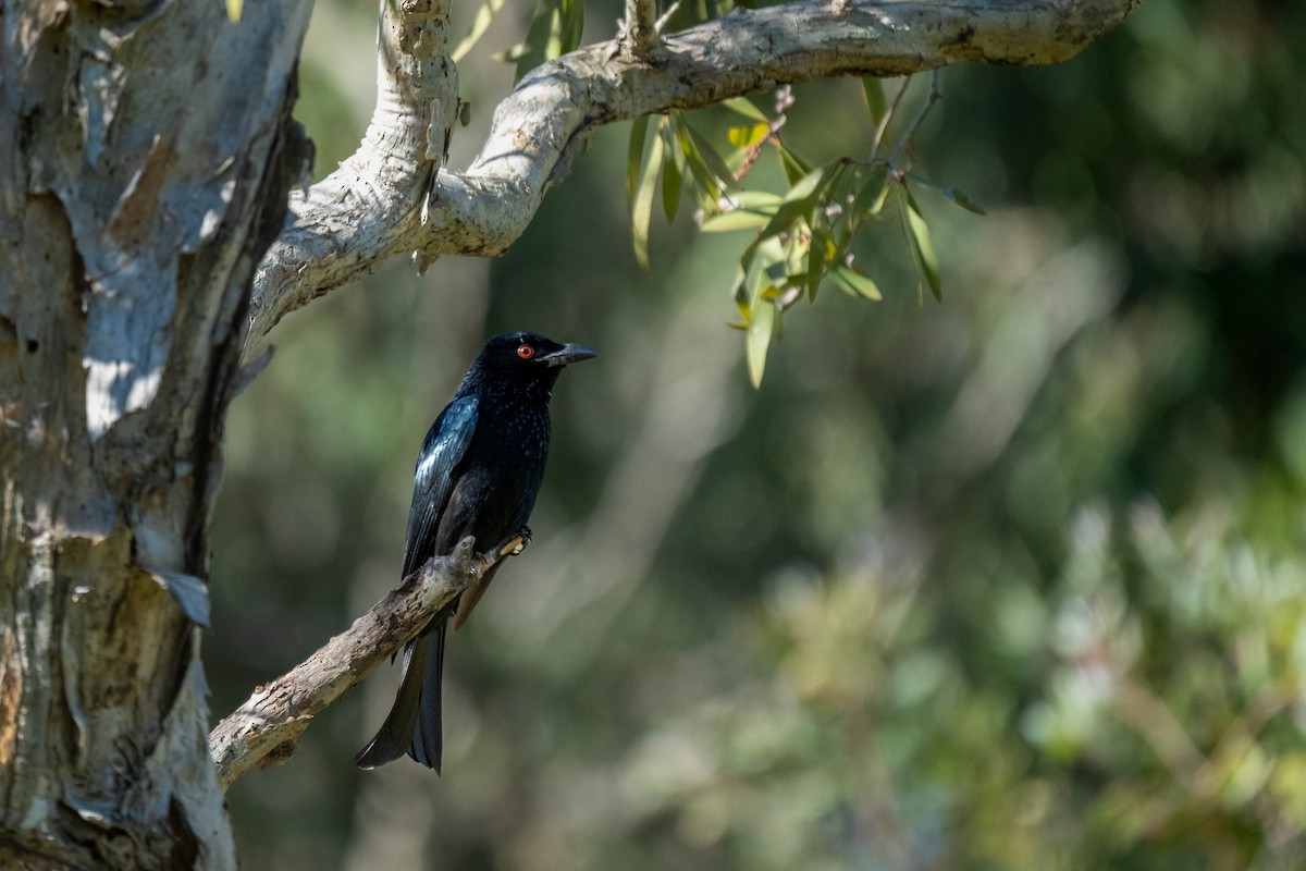Spangled Drongo - ML644068322