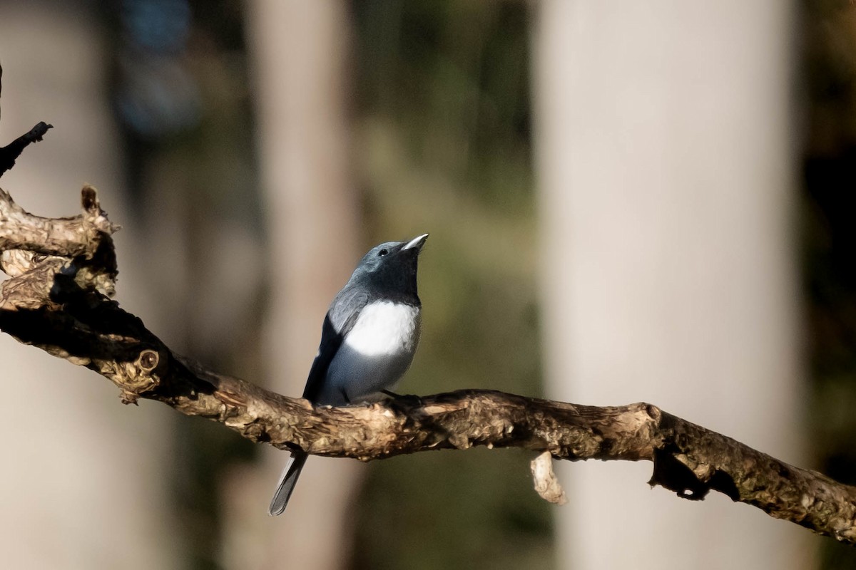 Leaden Flycatcher - ML644068326