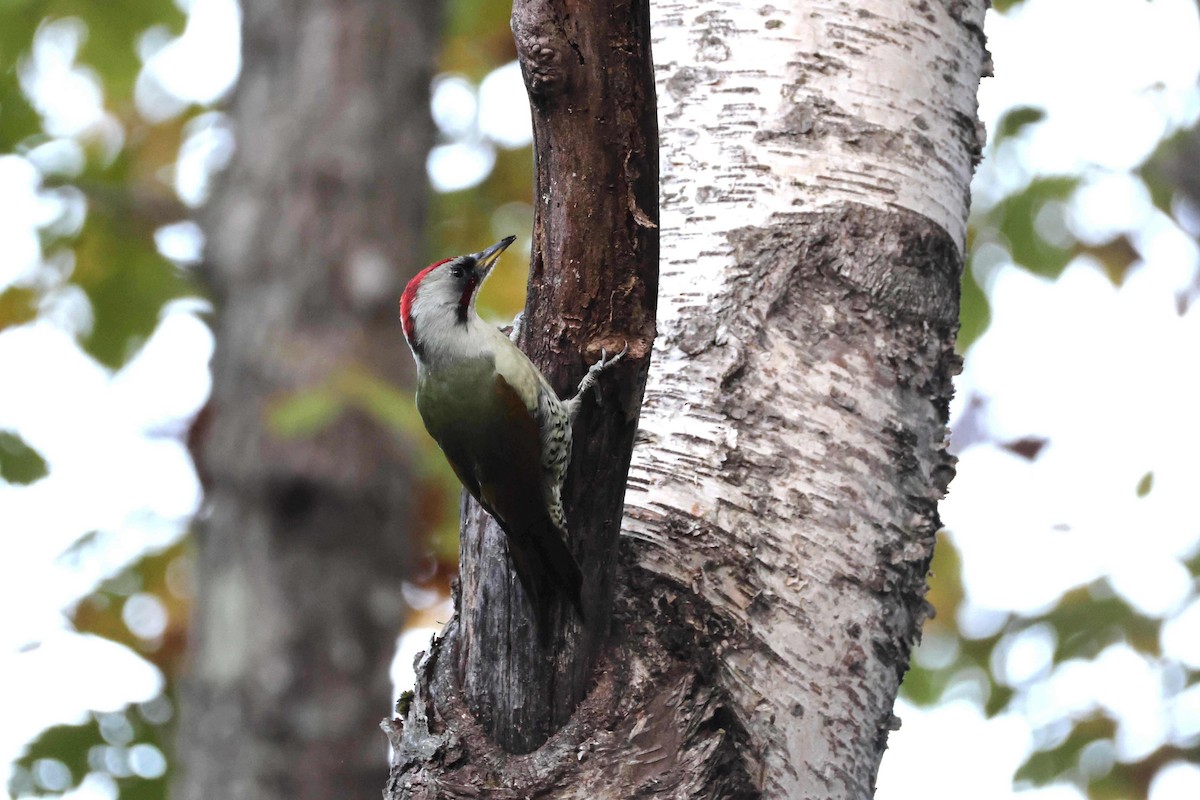 Japanese Woodpecker - ML644068330