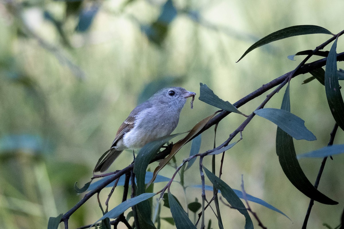 Golden Whistler - ML644068336