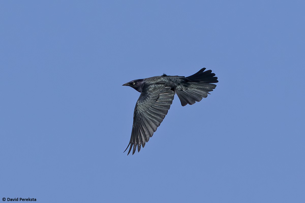 Purpurstärling - ML644068343