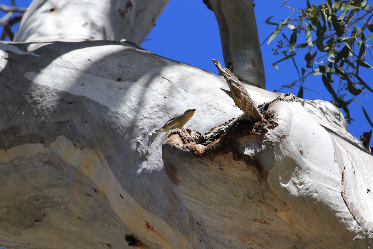 Striated Pardalote - ML644068346