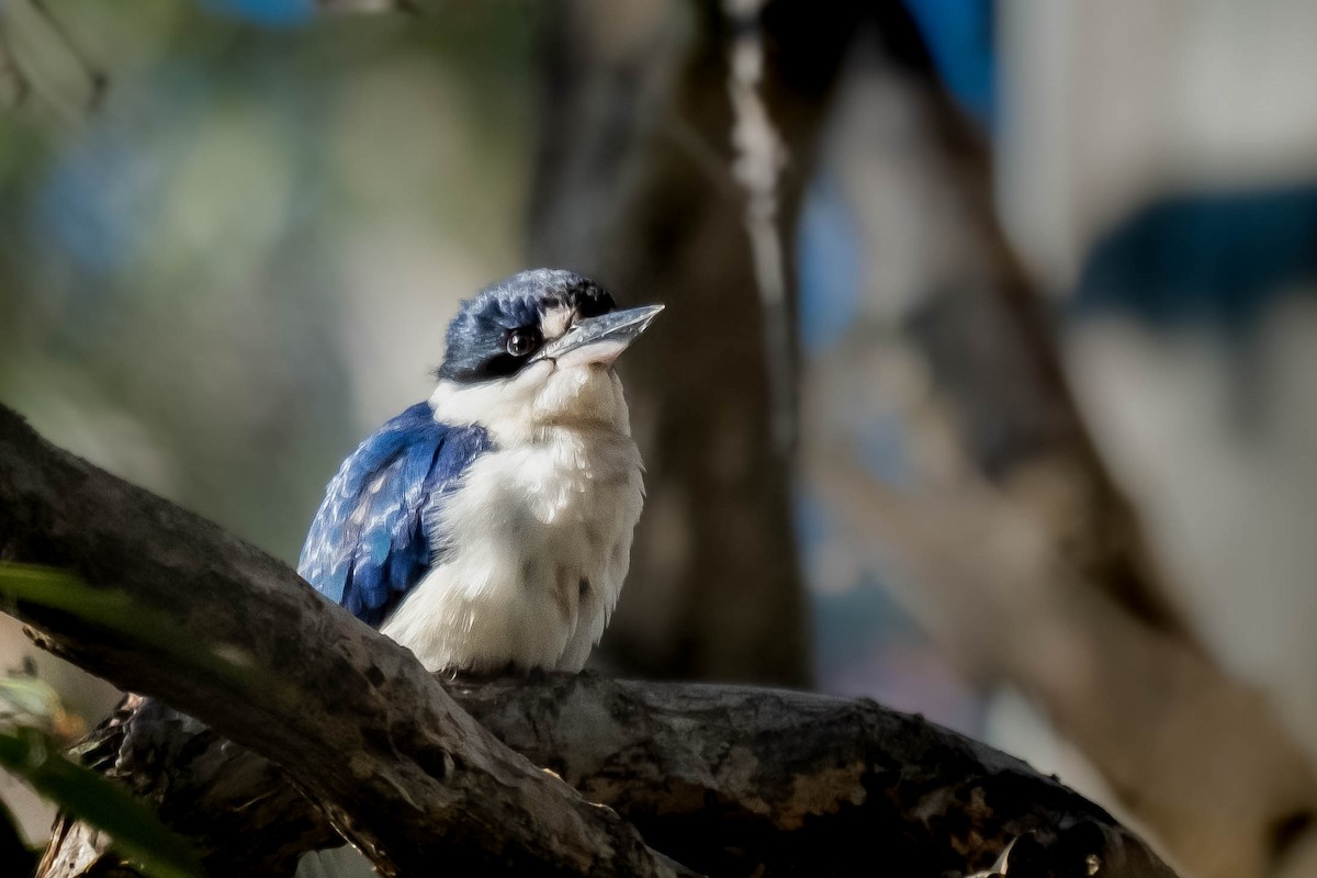 Forest Kingfisher - ML644068350
