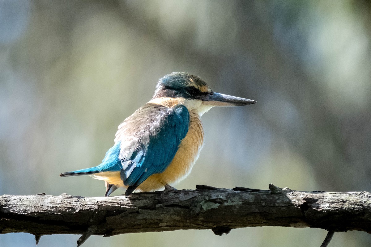 Sacred Kingfisher - ML644068351
