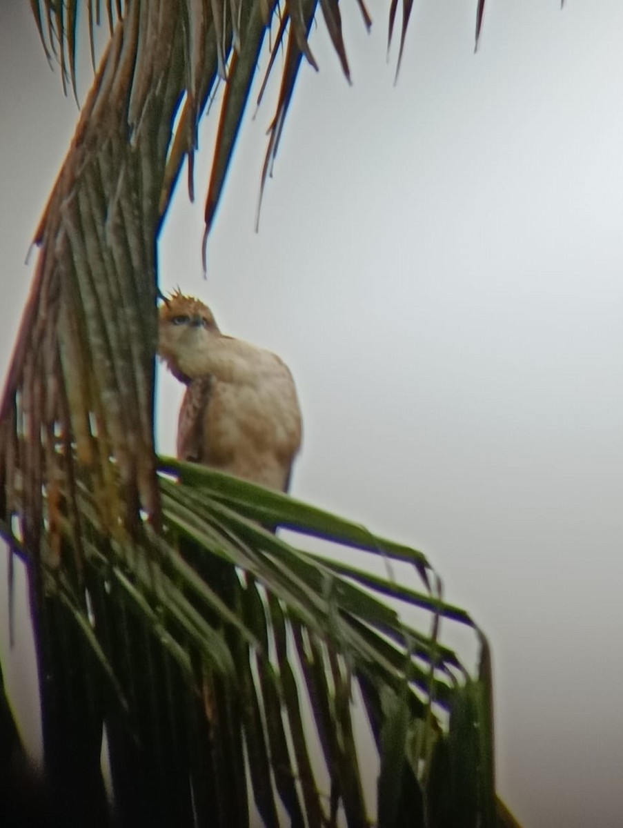 Changeable Hawk-Eagle - ML644068352