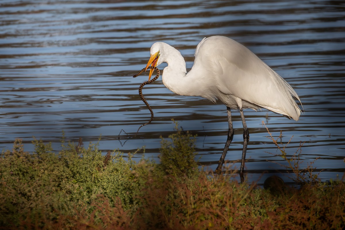 Silberreiher (egretta) - ML644068358