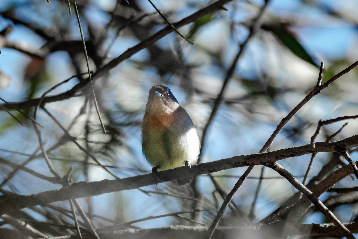 Mistletoebird - ML644068359