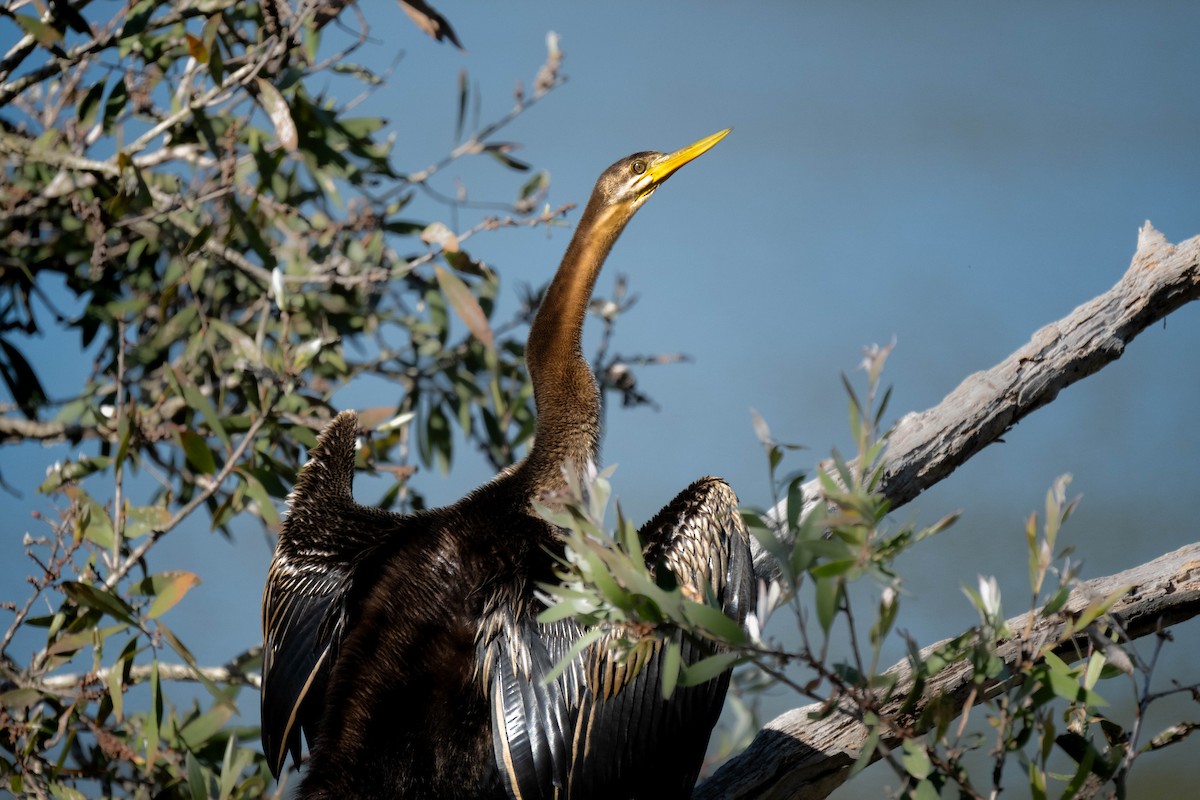 Anhinga australiarra - ML644068366