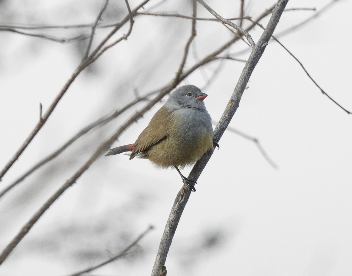 Yellow-bellied Waxbill - ML644068368