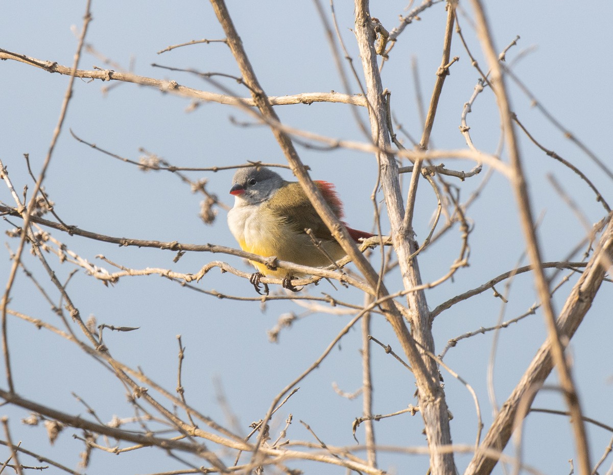 Yellow-bellied Waxbill - ML644068369