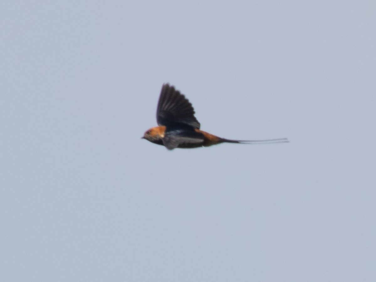 Lesser Striped Swallow - ML644068371