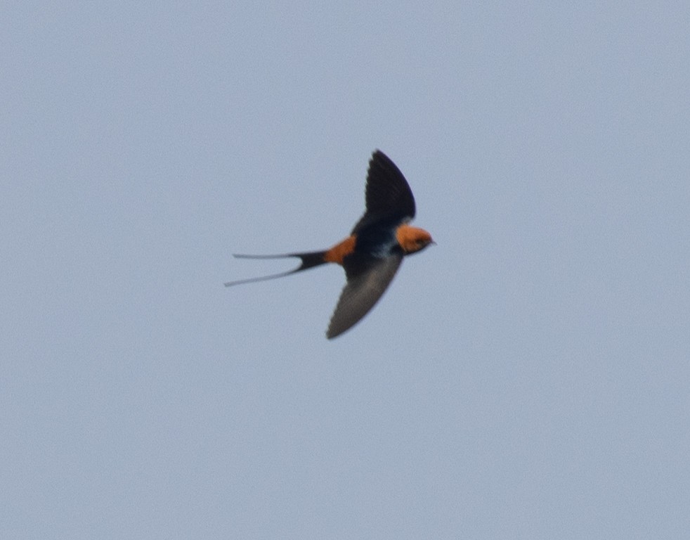 Lesser Striped Swallow - ML644068372