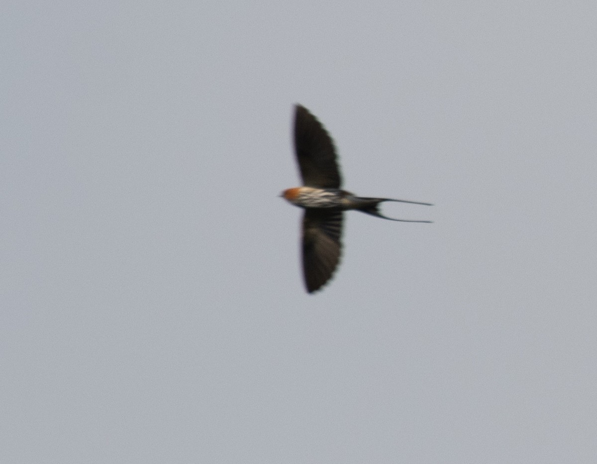 Lesser Striped Swallow - ML644068373