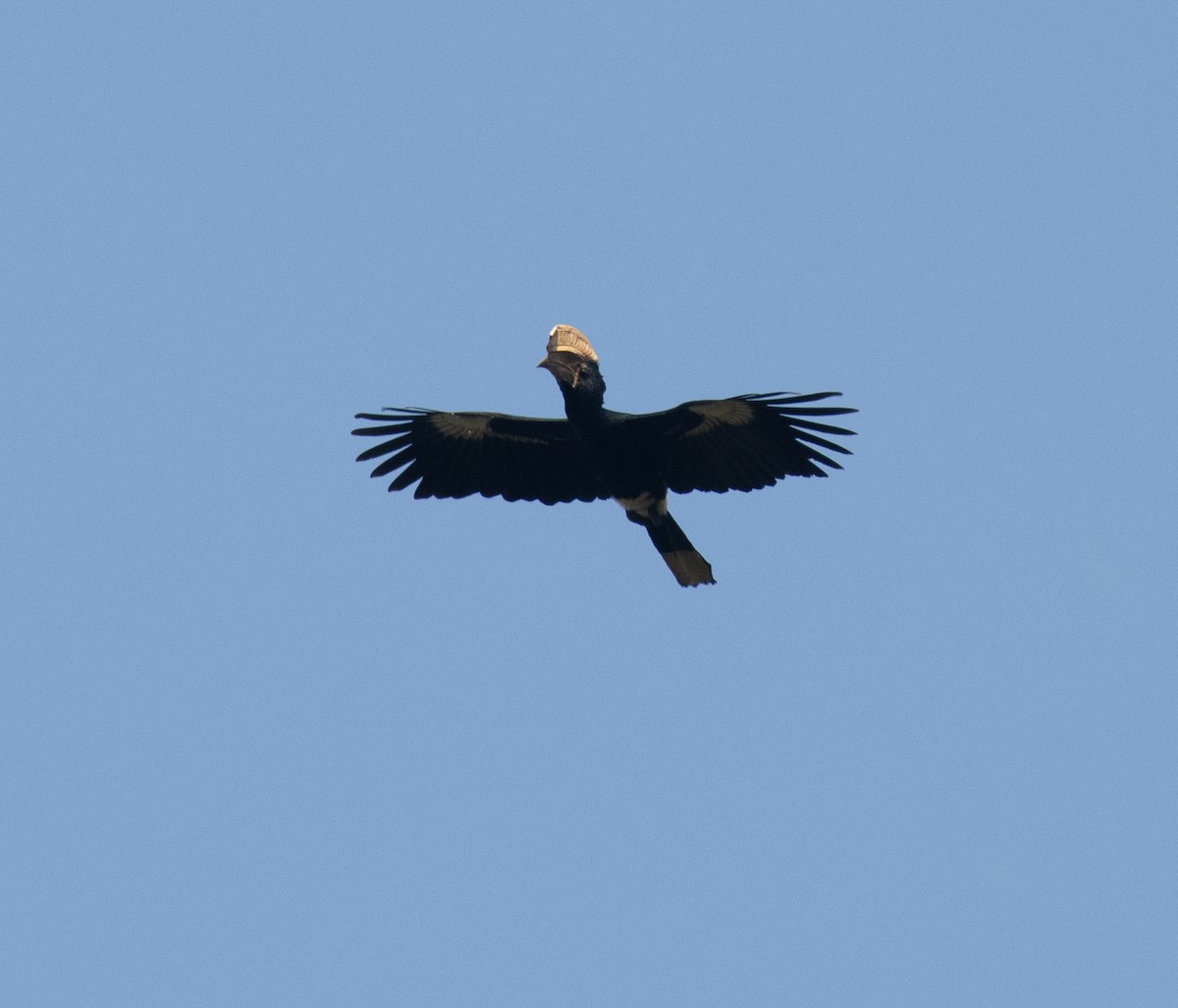 Silvery-cheeked Hornbill - ML644068393