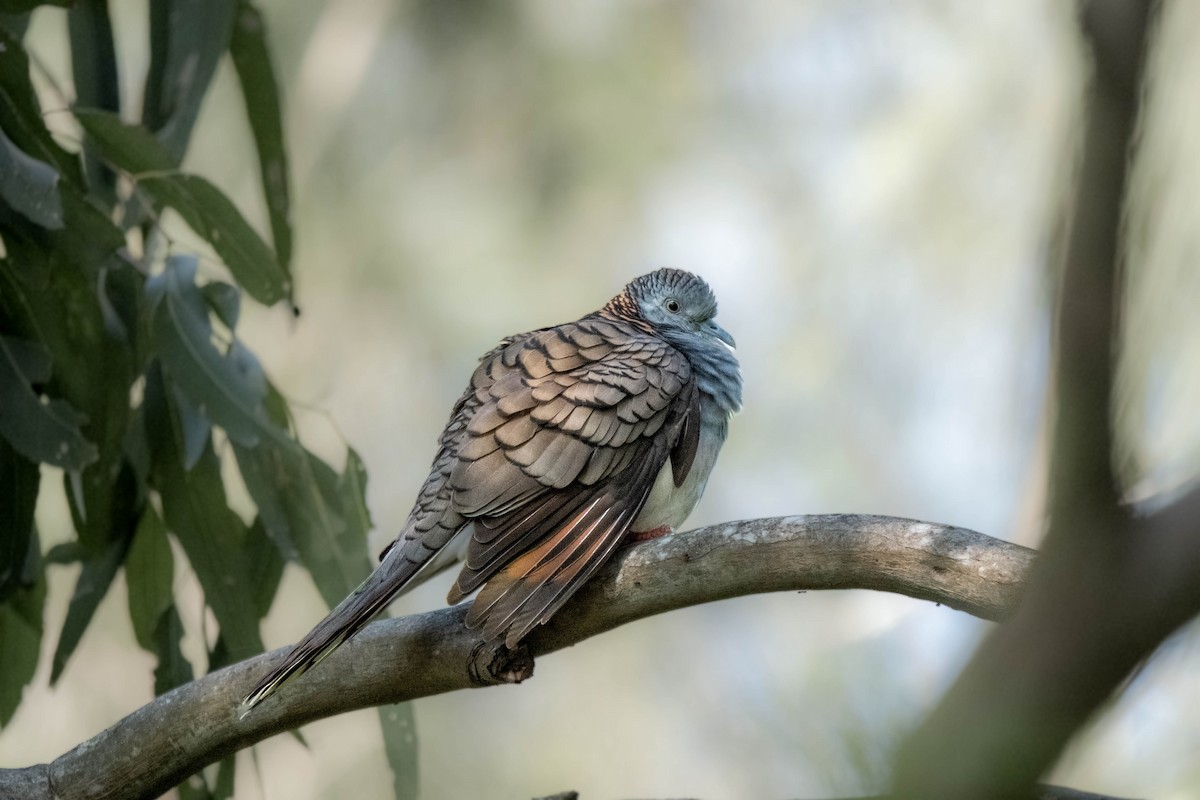 Bar-shouldered Dove - ML644068394