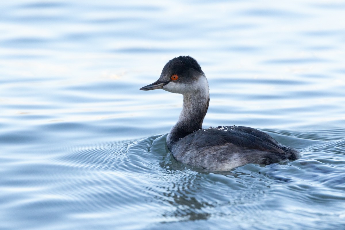 Eared Grebe - ML644068396