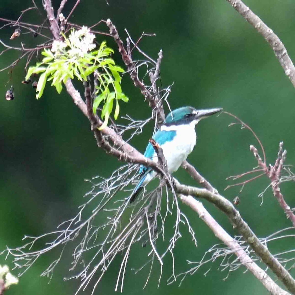 Collared Kingfisher - ML644068402