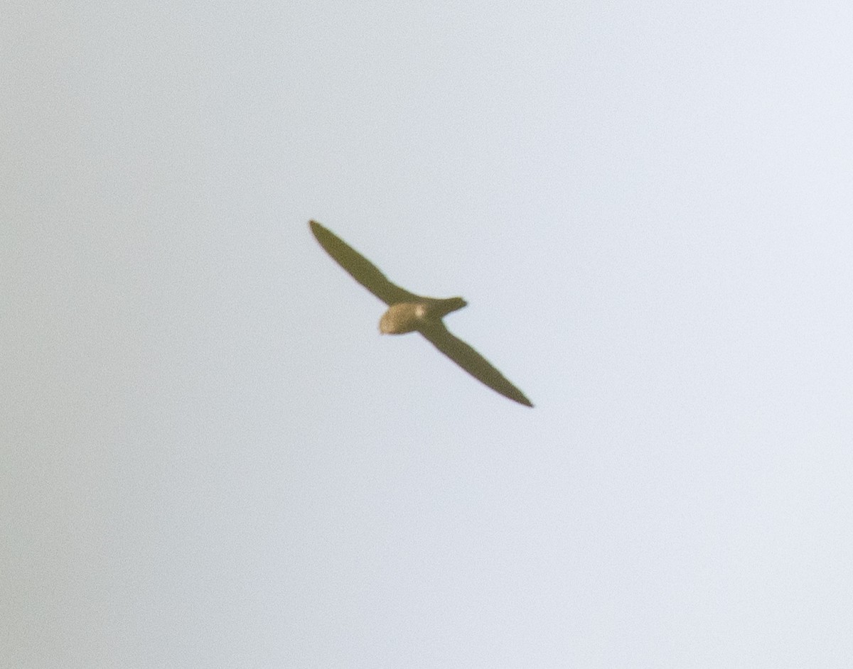 Mottled Spinetail - ML644068406