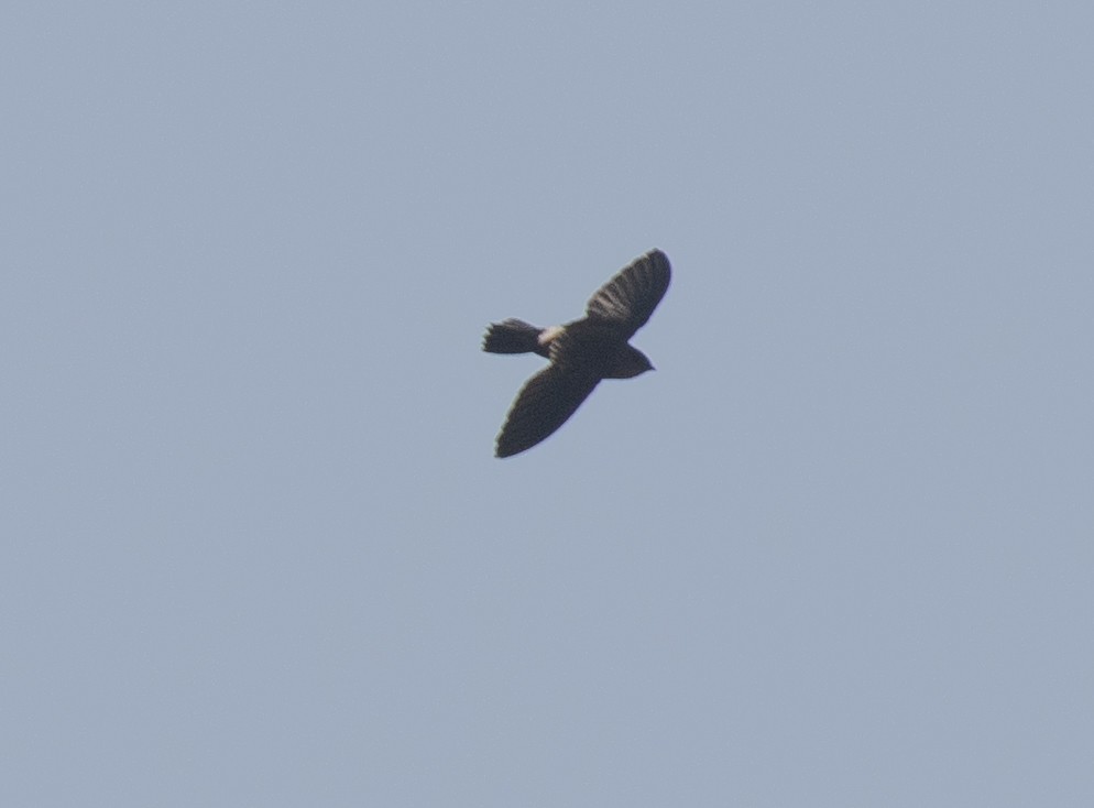 Mottled Spinetail - ML644068407