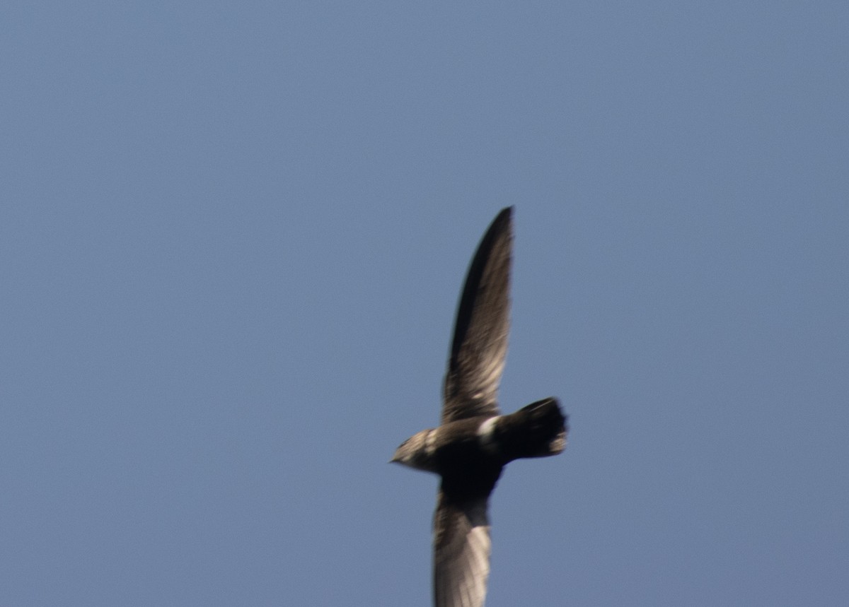 Mottled Spinetail - ML644068408