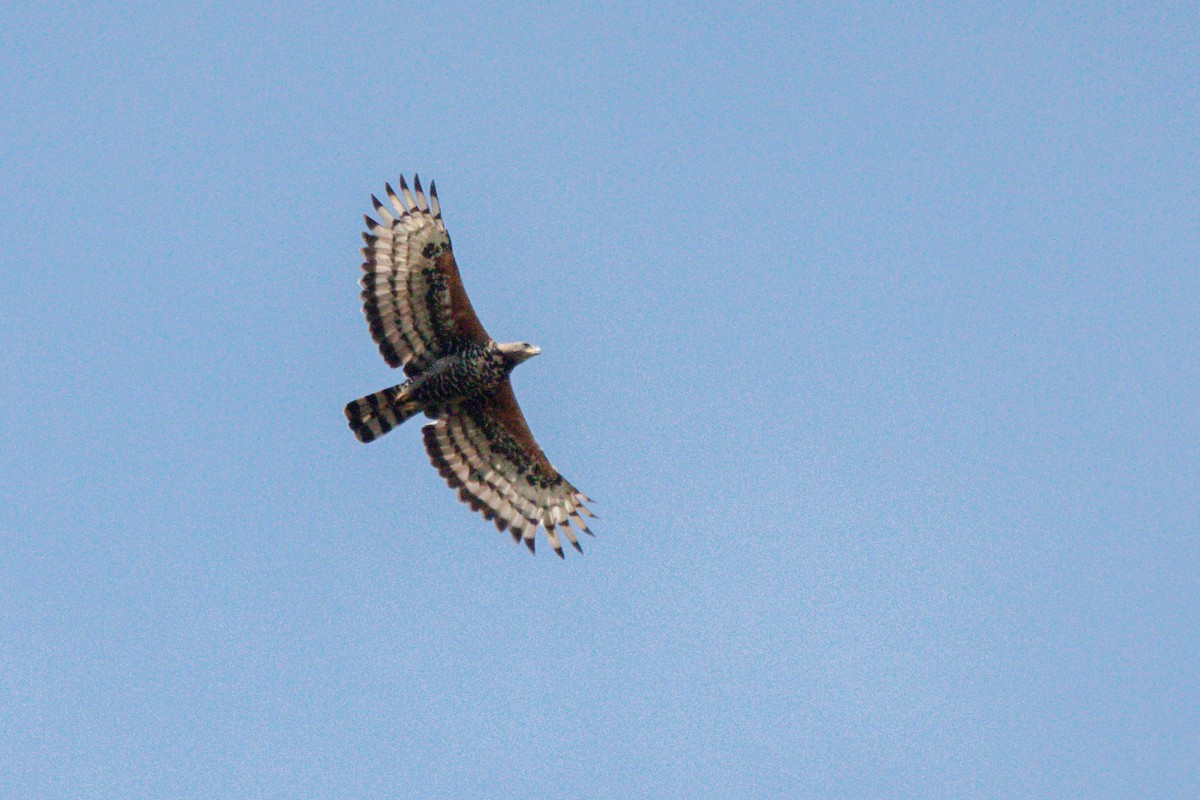 Aigle couronné - ML644068417