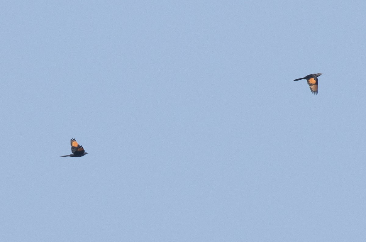 Livingstone's Turaco - ML644068418