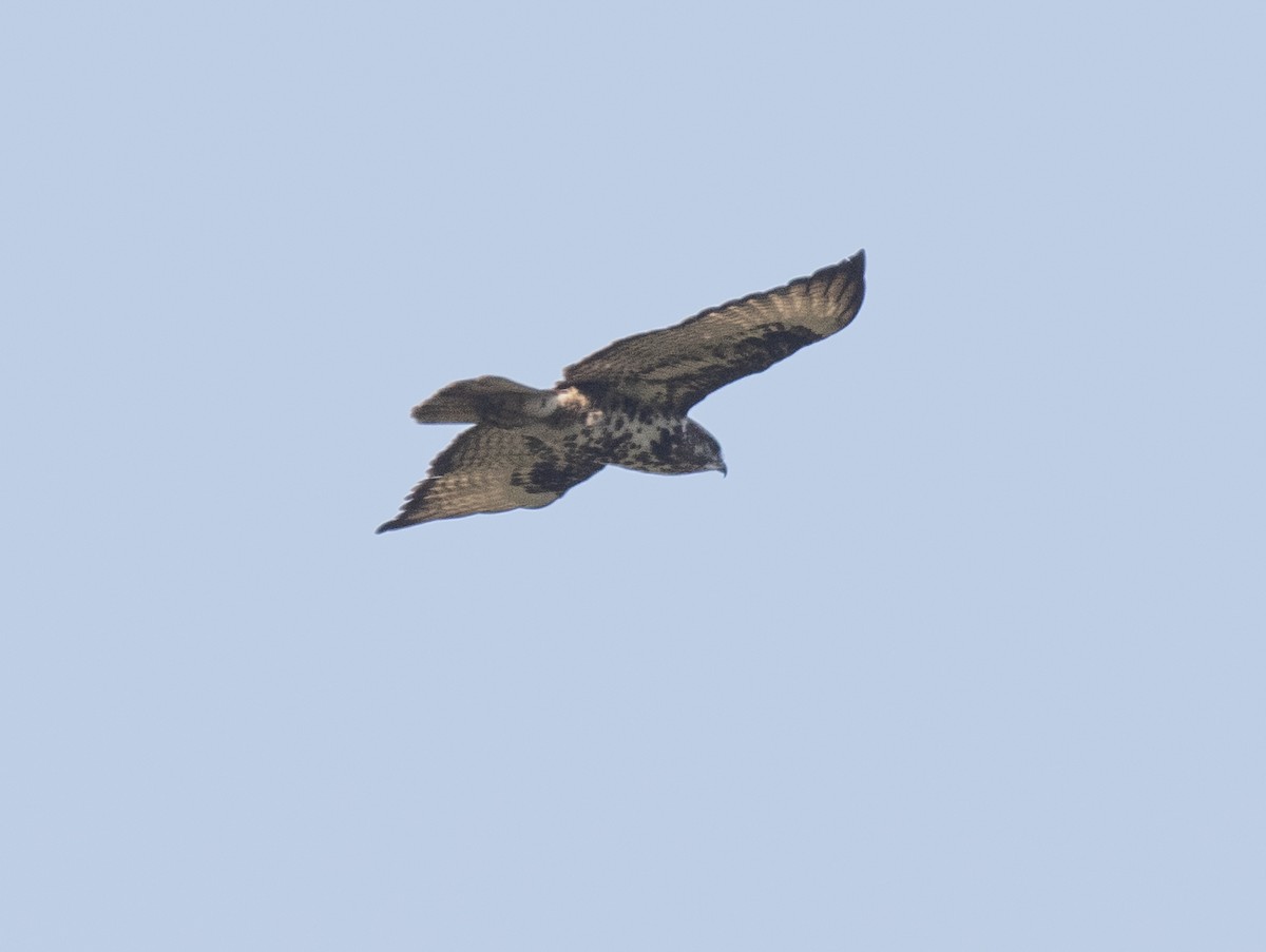 Mountain Buzzard - ML644068419