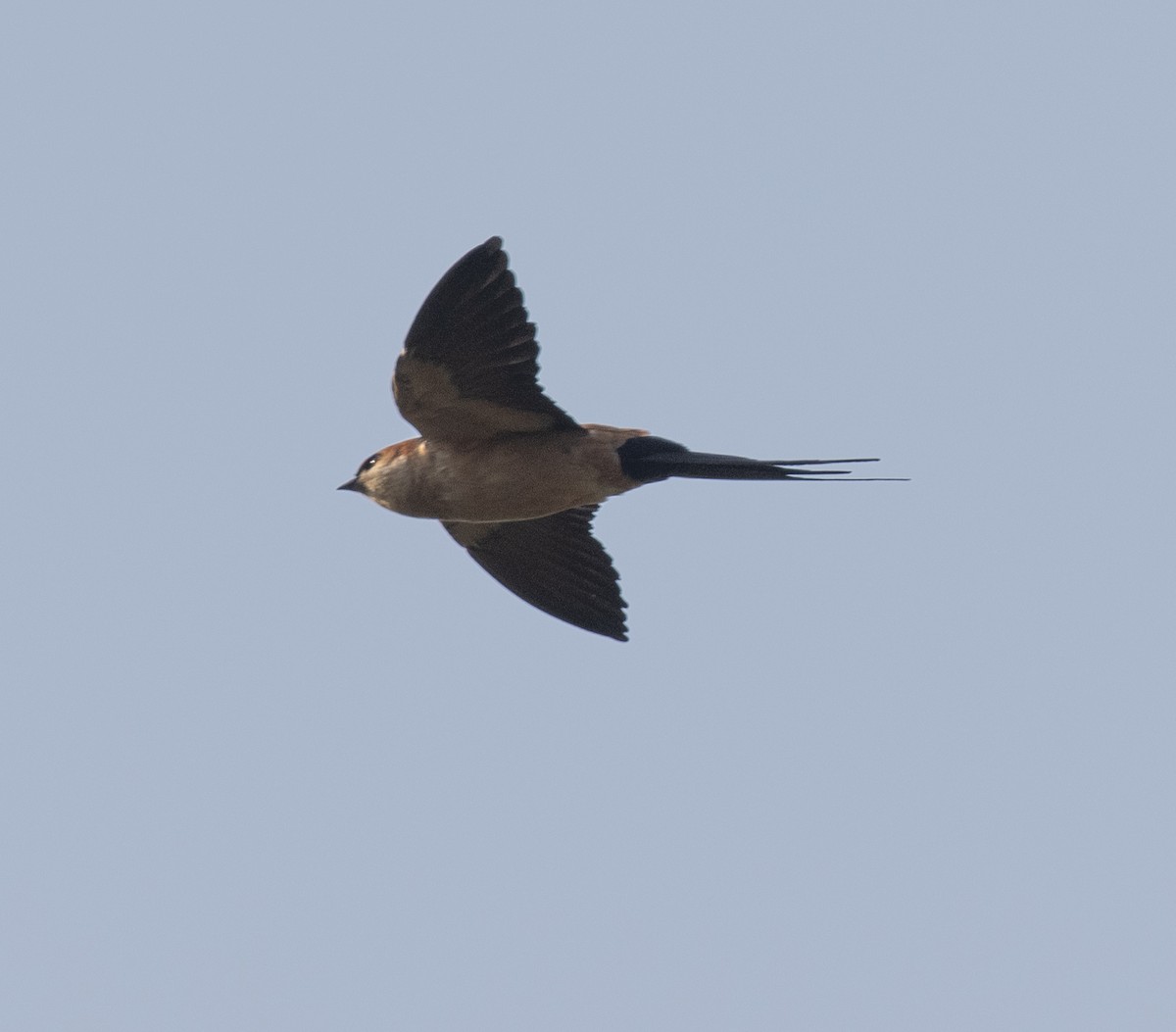 African Red-rumped Swallow - ML644068420