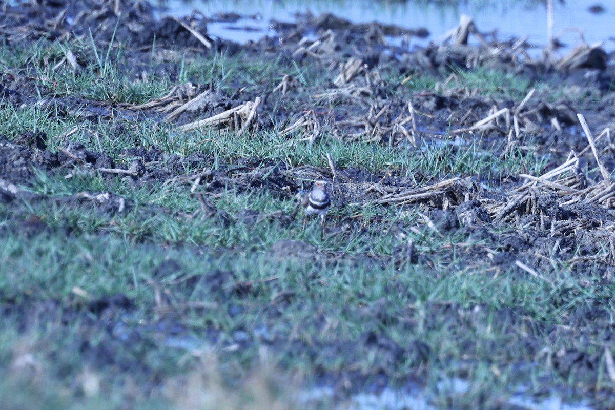 Three-banded Plover - ML644068425